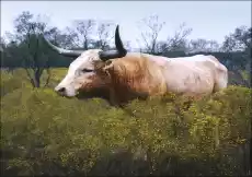 The State of Texas raises longhorn cattle at Abilene State Historical Park on the site of old Fort Griffin Carol Highsmith p Dom i ogród Wyposażenie wnętrz Dekoracja Obrazy i plakaty