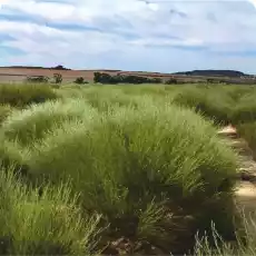 Rooibos BIO PIRAMIDKA Artykuły Spożywcze Herbata