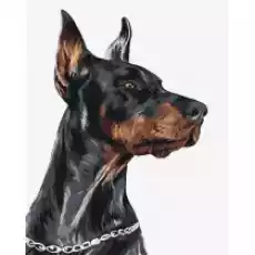 Ideyka Malowanie po numerach Dzielny Doberman 40 x 50 cm Biuro i firma Akcesoria biurowe Artykuły papiernicze