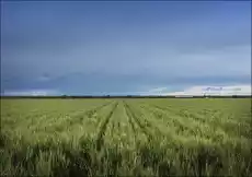 A lush field beneath threatening skies in rural Otero County Colorado Carol Highsmith plakat Wymiar do wyboru 30x20 cm Dom i ogród Wyposażenie wnętrz Dekoracja Obrazy i plakaty