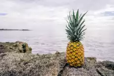 Fototapeta ananas na skałach na tle oceanu fp 884 Dom i ogród Wyposażenie wnętrz Dekoracja Obrazy Ramy Fototapety