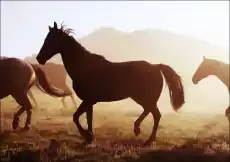 Horses head for the corral in the daily roundup of horses Riverside Wyoming Carol Highsmith plakat Wymiar do wyboru 30x20 Dom i ogród Wyposażenie wnętrz Dekoracja Obrazy i plakaty