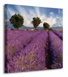 Lavender field in Provence France obraz na płótnie Dom i ogród Wyposażenie wnętrz Dekoracja Obrazy i plakaty