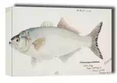 Antique fish possibly pomatomus saltatrix tailor F E Clarke obraz na płótnie Wymiar do wyboru 30x20 cm Dom i ogród Wyposażenie wnętrz Dekoracja Obrazy i plakaty