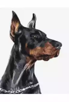 Malowanie po numerach Dzielny Doberman Gadżety