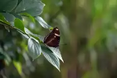 Fototapeta motyl na gałeźi fp 2521 Dom i ogród Wyposażenie wnętrz Dekoracja Obrazy Ramy Fototapety