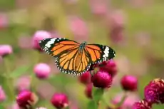 Fototapeta na ścianę motyl i kwiaty FP 2835 Dom i ogród Wyposażenie wnętrz Dekoracja Obrazy Ramy Fototapety