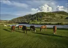 Horses graze in the pasture at the A Bar A guest ranch near Riverside Wyoming Carol Highsmith plakat Wymiar do wyboru 30x Dom i ogród Wyposażenie wnętrz Dekoracja Obrazy i plakaty