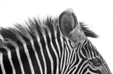 Gorgeous Zebra fototapeta Dom i ogród Budowa i Materiały budowlane Wykończenie podłogi i ścian Akcesoria do wykończenia ścian