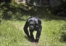 Chimpanzee at the North Carolina Zoological Park in Asheboro North Carolina Carol Highsmith plakat Wymiar do wyboru 30x20 c Dom i ogród Wyposażenie wnętrz Dekoracja Obrazy i plakaty