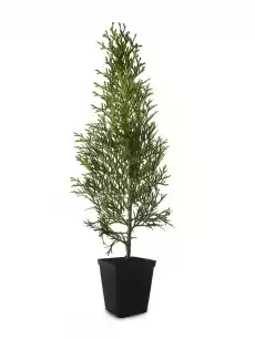 Tuja SZMARAGD Thuja smaragd 2530 cm Dom i ogród