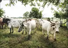 The State of Texas raises longhorn cattle at Abilene State Historical Park on the site of old Fort Griffin Carol Highsmith pl Dom i ogród Wyposażenie wnętrz Dekoracja Obrazy i plakaty