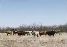 A herd of longhorn cattle grazing near the Fort Griffin town site Carol Highsmith plakat Wymiar do wyboru 30x20 cm Dom i ogród Wyposażenie wnętrz Dekoracja Obrazy i plakaty