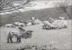 Spring Lamb Winslow Homer plakat Wymiar do wyboru 30x20 cm Dom i ogród Wyposażenie wnętrz Dekoracja Obrazy i plakaty