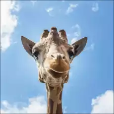 An upclose look at a giraffe at the Gladys Porter Zoo in Brownsville Texas Carol Highsmith plakat Wymiar do wyboru 30x30 Dom i ogród Wyposażenie wnętrz Dekoracja Obrazy i plakaty