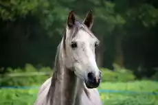 Fototapeta szary konik fp 2625 Dom i ogród Wyposażenie wnętrz Dekoracja Obrazy Ramy Fototapety