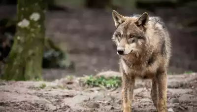 zabicie, dorosłego, wilka, podczas, polowania, zbiorowego, myśliwemu, przysługiwała, nagroda, pozbawienie, życia, indywidualnym, Wilki w Polsce niemal wyginęły. Cudem udało się je ochronić